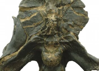Dinossauro descoberto em Pombal é “objecto do mês” do Museu Nacional de História Natural e da Ciência