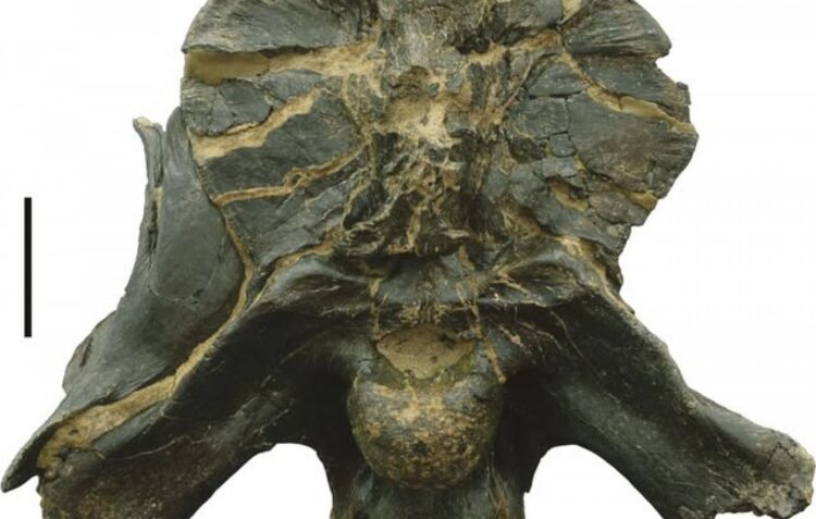 Dinossauro descoberto em Pombal é “objecto do mês” do Museu Nacional de História Natural e da Ciência