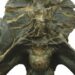 Dinossauro descoberto em Pombal é “objecto do mês” do Museu Nacional de História Natural e da Ciência