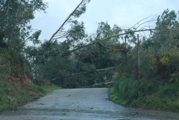 Ourém promove plantação de árvores nas freguesias