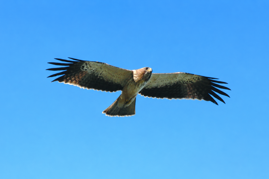 Al-Baiaz promove palestra sobre aves do Norte do distrito