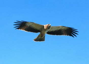 Al-Baiaz promove palestra sobre aves do Norte do distrito