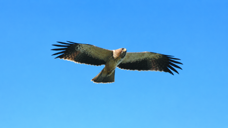 Al-Baiaz promove palestra sobre aves do Norte do distrito