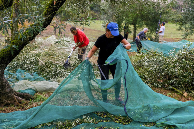 As oliveiras não dão apenas azeitona. Oferecem sabor, emoção e experiências