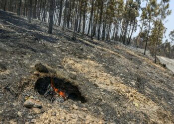 Incêndios: Dispositivo Especial de Combate reforçado para a Região de Leiria