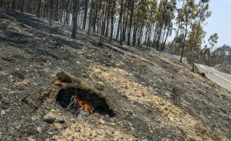 Incêndios: Dispositivo Especial de Combate reforçado para a Região de Leiria