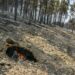 Incêndios: Dispositivo Especial de Combate reforçado para a Região de Leiria