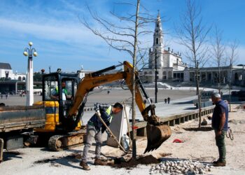 Santuário de Fátima inicia plano de rearborização do recinto de oração