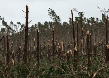 Pinhal de Leiria: há povoamentos adultos afectados em mais de 90%, diz ICNF