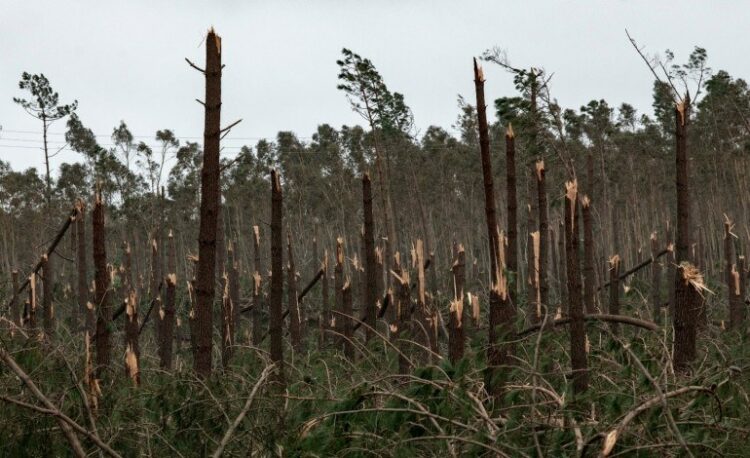 Pinhal de Leiria: há povoamentos adultos afectados em mais de 90%, diz ICNF