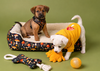 Como escolher uma cama para cão? Guia completo – tamanhos, tipos e conselhos práticos