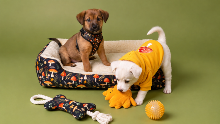 Como escolher uma cama para cão? Guia completo – tamanhos, tipos e conselhos práticos