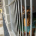 Canil de Ourém recolheu 350 animais este ano e deu novo lar a 330