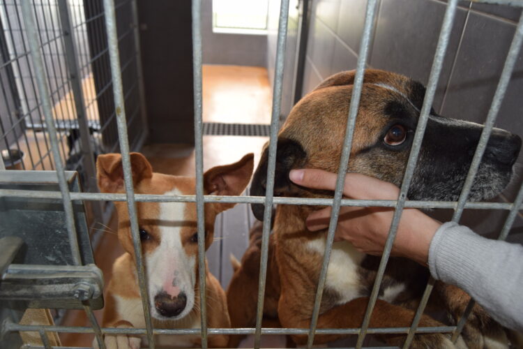 Centro de recolha de animais de Porto de Mós promove dia aberto