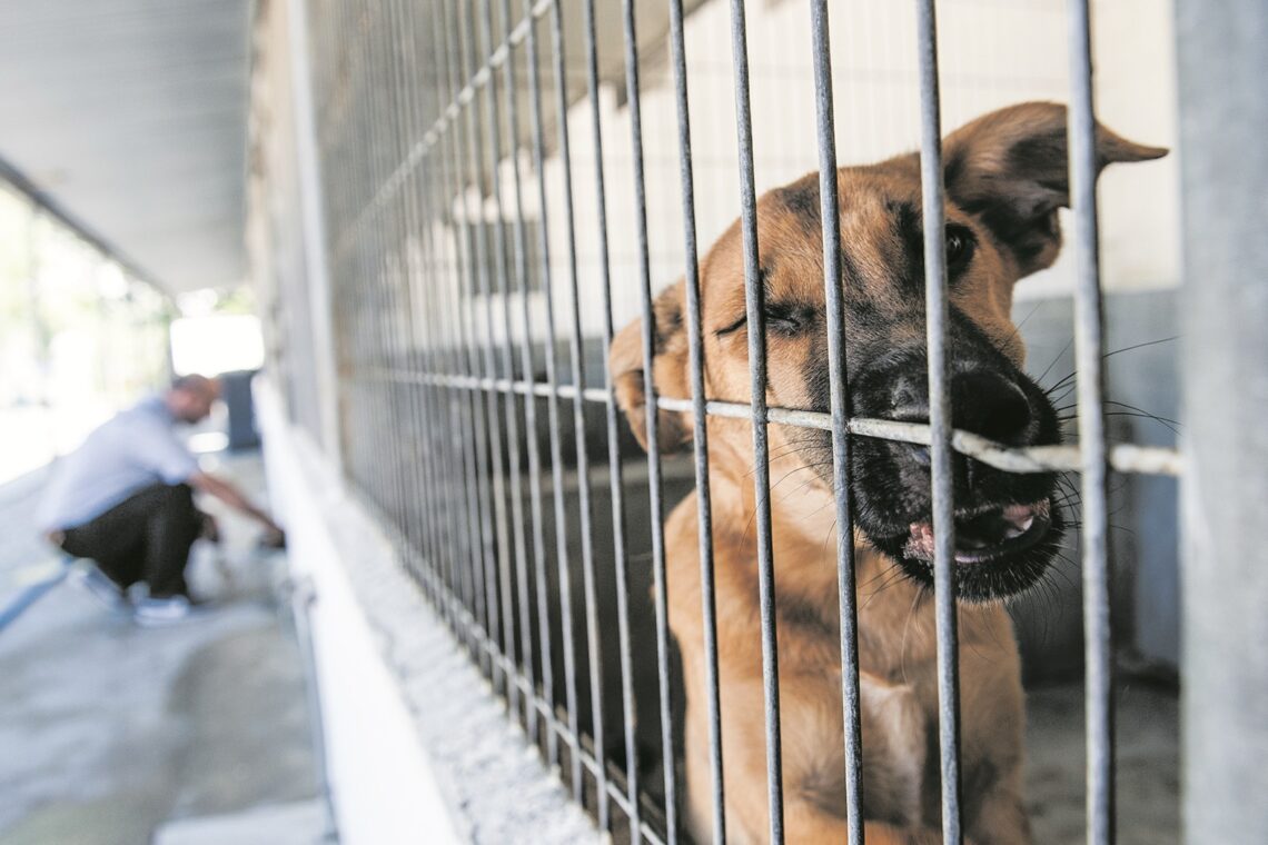 Leiria recolheu quase 500 animais errantes em 2025