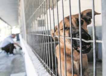 Leiria recolheu quase 500 animais errantes em 2025