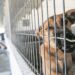 Leiria recolheu quase 500 animais errantes em 2025