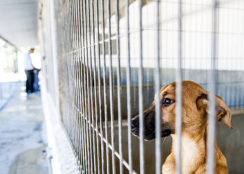 Cresce o número de animais abandonados no Verão e pedidos de ajuda às associações