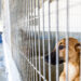 Cresce o número de animais abandonados no Verão e pedidos de ajuda às associações