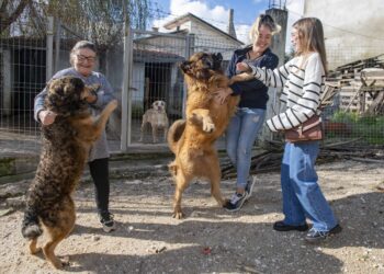 Tufos d’Estrelas vai ter casa nova para 60 cães