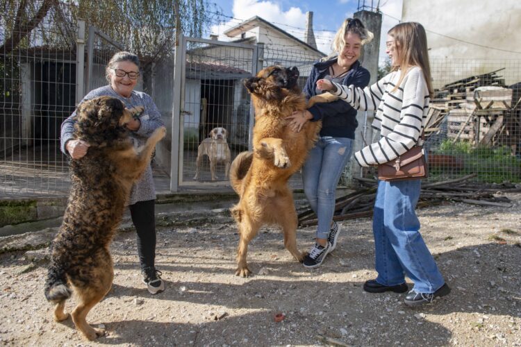Tufos d’Estrelas vai ter casa nova para 60 cães