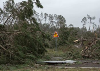 Leiria organiza sessões nas freguesias sobre limpeza de floresta