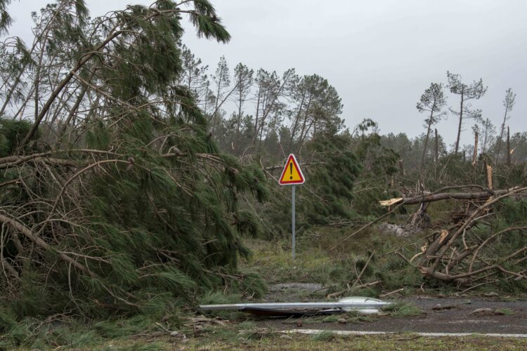 Leiria organiza sessões nas freguesias sobre limpeza de floresta