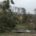 Leiria organiza sessões nas freguesias sobre limpeza de floresta