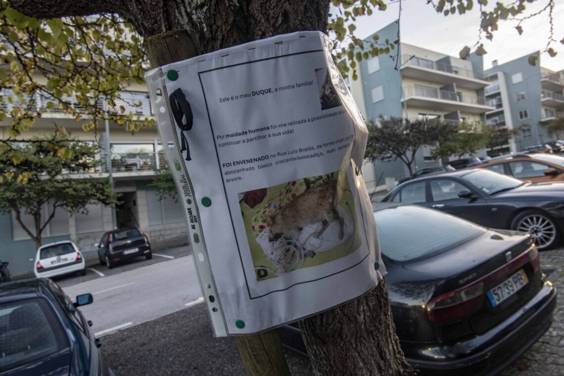 Morte de cães por envenenamento choca moradores em Leiria