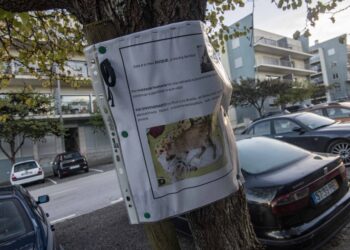 Morte de cães por envenenamento choca moradores em Leiria