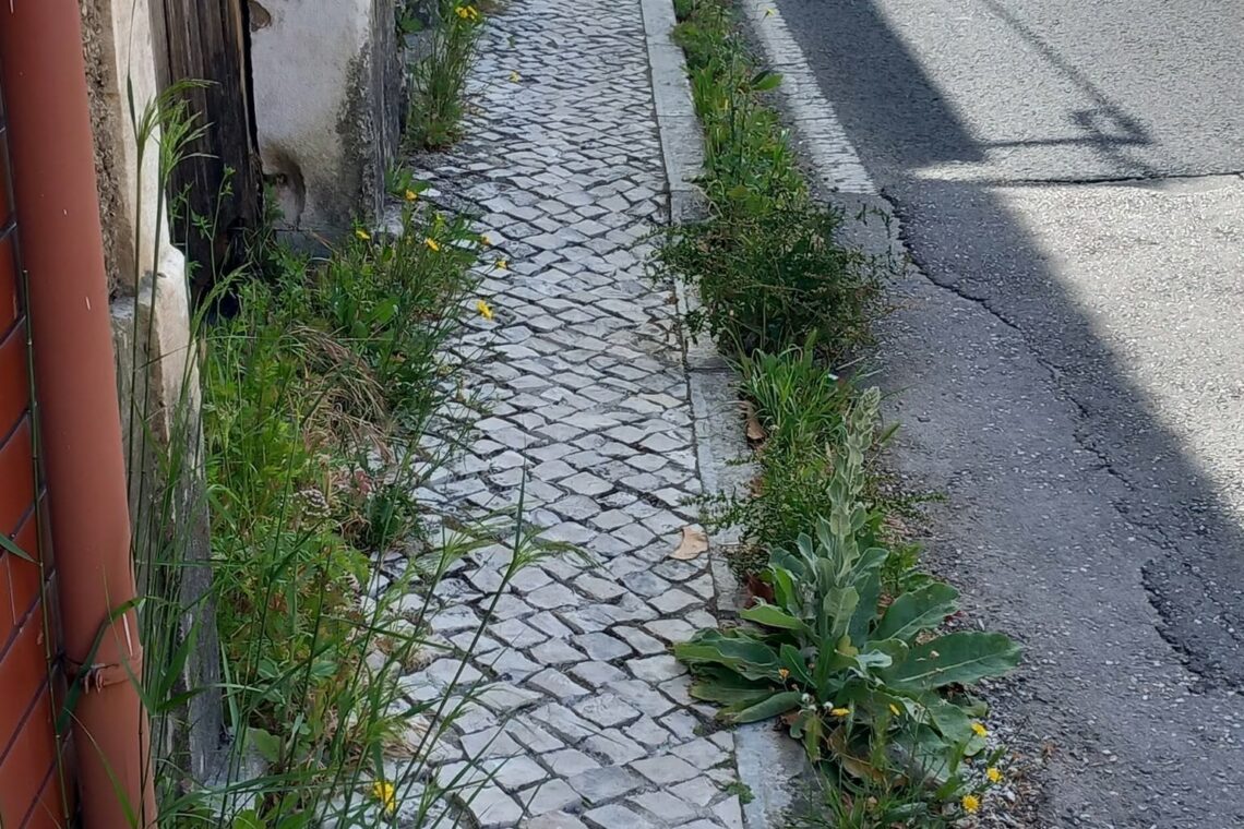 Ervas em Mira de Aire abrem polémica entre junta e Câmara de Porto de Mós