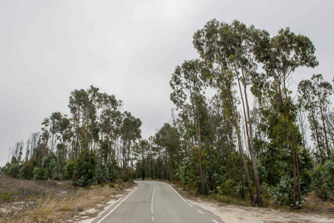 Agricultura no distrito de Leiria: eucalipto substitui floresta no interior e vigor das exportações no litoral