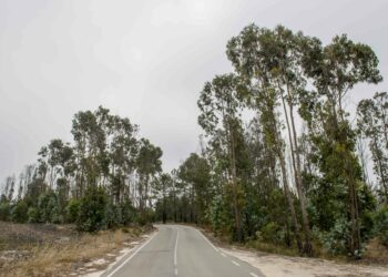 Agricultura no distrito de Leiria: eucalipto substitui floresta no interior e vigor das exportações no litoral