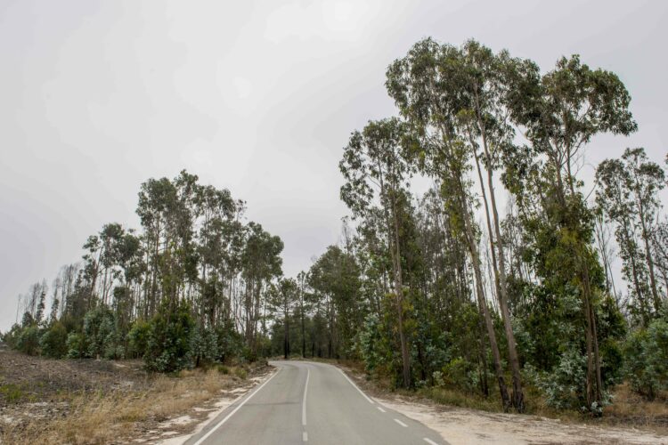 Agricultura no distrito de Leiria: eucalipto substitui floresta no interior e vigor das exportações no litoral