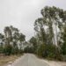 Agricultura no distrito de Leiria: eucalipto substitui floresta no interior e vigor das exportações no litoral