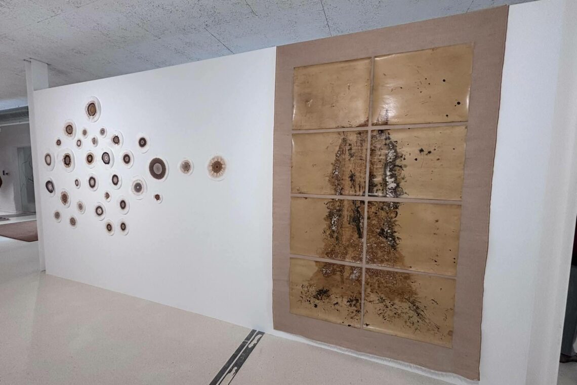 Exposições: A fala do tronco