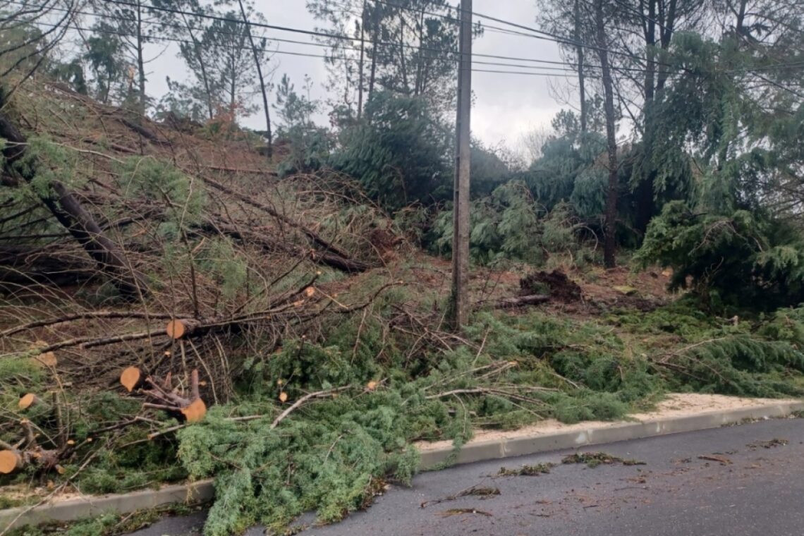 Aprovados 203 mil euros para reabilitar áreas florestais fustigadas pela Kristin em Figueiró dos Vinhos
