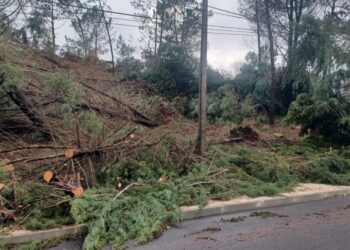 Aprovados 203 mil euros para reabilitar áreas florestais fustigadas pela Kristin em Figueiró dos Vinhos