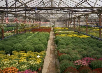 Unidade de produção de flores destruída em Figueiró dos Vinhos
