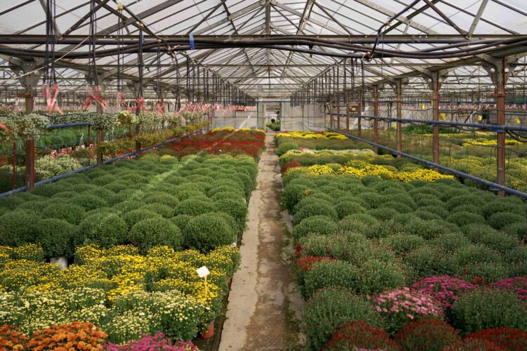 Unidade de produção de flores destruída em Figueiró dos Vinhos