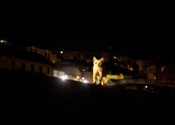 Alcobaça esteriliza 700 animais por ano