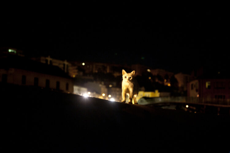 Alcobaça esteriliza 700 animais por ano