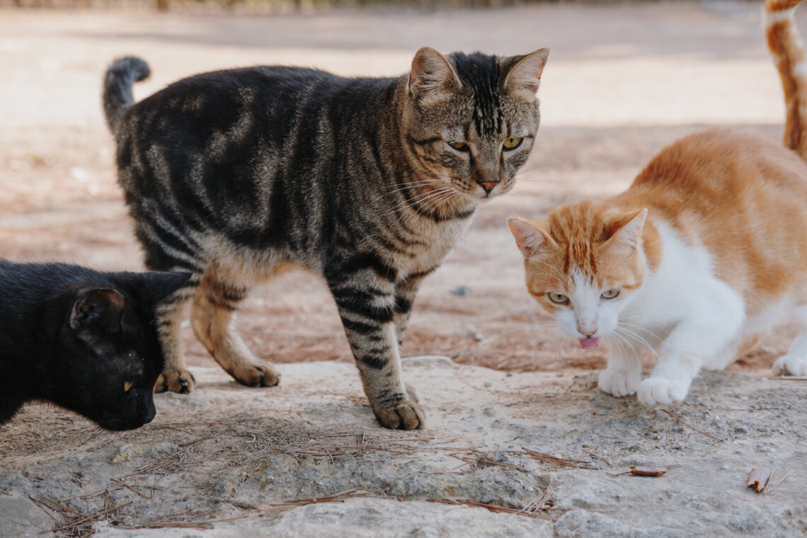 Entidades retiram 15 gatos de apartamento em Leiria