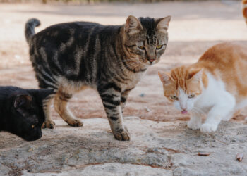 Entidades retiram 15 gatos de apartamento em Leiria