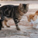 Entidades retiram 15 gatos de apartamento em Leiria