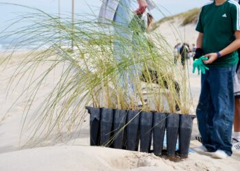 Mil alunos e professores tornam-se “guardiões das dunas” na Praia do Pedrógão