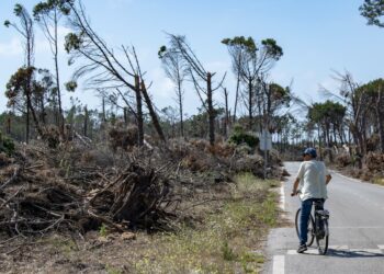 Abertas candidaturas para apoios de proprietários de terrenos florestais