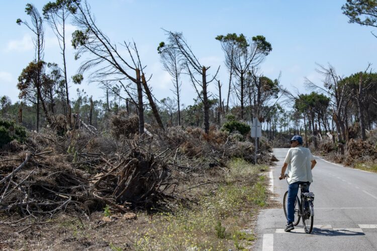 Abertas candidaturas para apoios de proprietários de terrenos florestais