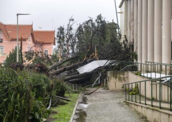 Um quarto das árvores inventariadas pela Câmara de Leiria foram destruídas
