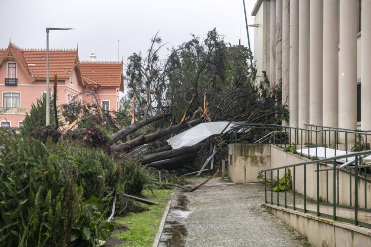 Um quarto das árvores inventariadas pela Câmara de Leiria foram destruídas
